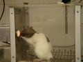 3 Chain Behavior: a rod push w/ a lever press