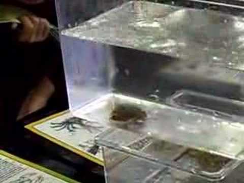 Bamfield-Rock Scallop and Abalone Vs ...