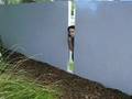 Someones in the fence!