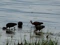 Glossy Ibis feeding