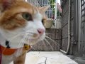 ニャンコ第三種接近遭遇!