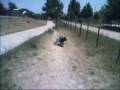 videos de Chispita perro rodante - Video 2