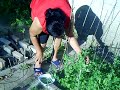 Vegetable garden - Part 3 Vegetable garden - Part 3
