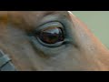 Darley Ad: Consolidator Darley Ad: Consolidator