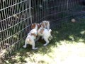 SharpTail Brittany\ SharpTail Brittany\