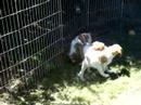 SharpTail Brittany's Puppies at 8 weeks old
