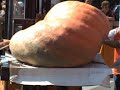 Zucche giganti a Sale Maresino 2007