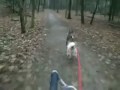 Bikejoring with Kena @ Dundas Valley Conservation Area, main loop.