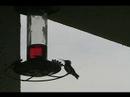 Hummingbird at Feeder Hummingbird at Feeder
