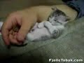 Tired Kitten