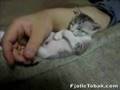 Tired Kitten