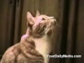 See Video See Video