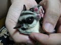 sugar glider / massage for double momonga