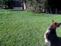 mein hund
