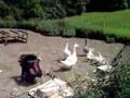 La ferme des célébrités