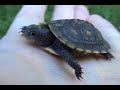 Herping With Dylan: Hatchling