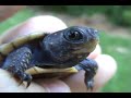 Herping With Dylan: Hatchling