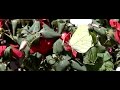 Citroenvlinder, Brimstone: Girl power Citroenvlinder, Brimstone: Girl power