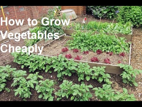how to grow own vegetables
