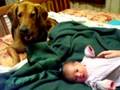 dog baby encounter