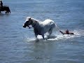Horse skiing-swimming