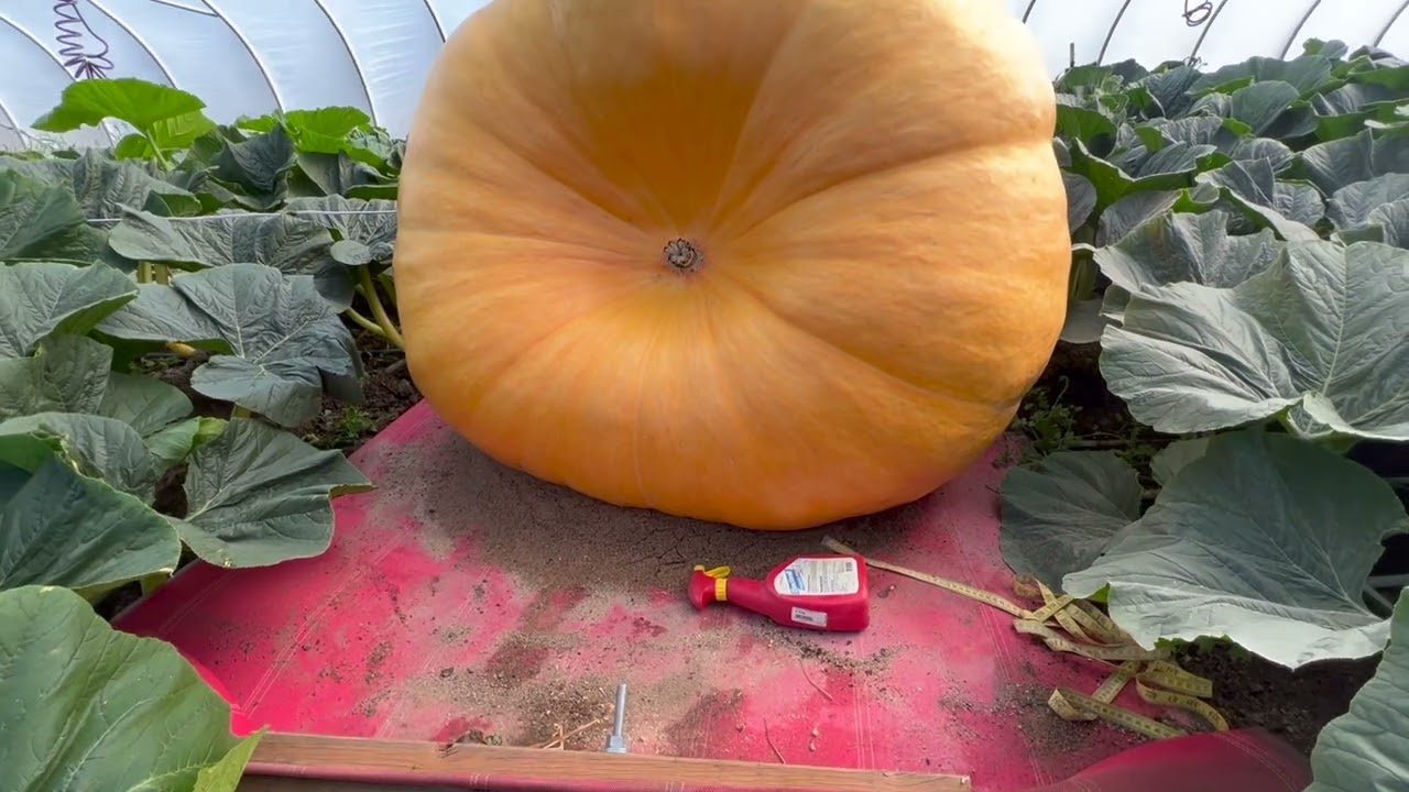 Moving A Giant Pumpkin - Part 2