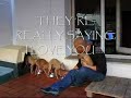 WHAT A WONDERFUL ITALIAN GREYHOUNDS!!! WHAT A WONDERFUL ITALIAN GREYHOUNDS!!!