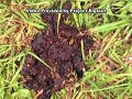 Bigfoot eats blueberries