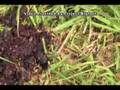 Bigfoot eats blueberries