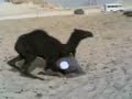 مصارعه سعودية.3gp