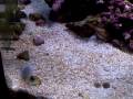 videos de 24 Gallon Nano Cube