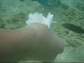 20070722@沙巴餵魚仔~