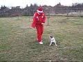 Xmas dogdancing video