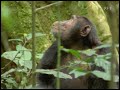 Violent Chimpanzee Eat Monkey