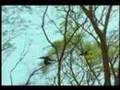 Violent Chimpanzee Eat Monkey