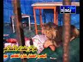 Lion Eats Man (live)