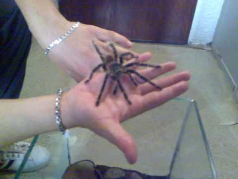 Igranje tarantulom lasidora dificillis ( rumko :P)