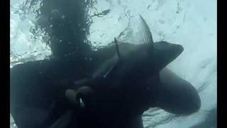 Un dia de pesca, sargos, lubina y brótola