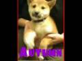 Shiba Inu Puppy Cam