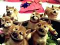 Shiba Inu Puppy Cam