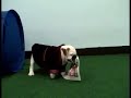 Two Bulldog Puppies Names Tony and Carmela Soprano