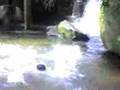 videos de Zueira na Cachueira em Pau Grande