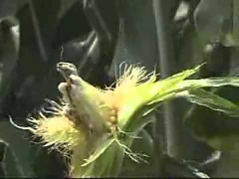 how to eliminate aflatoxin