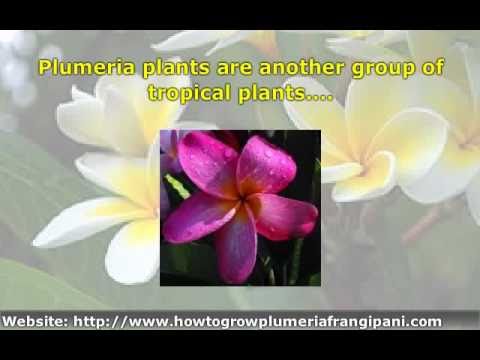 how to care plumeria plant