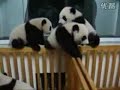 Baby Panda Fighting