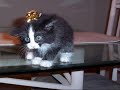 Cute Kittens