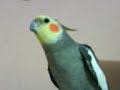 dragoncito cantando