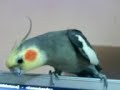 dragoncito cantando