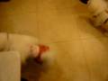 Dogbook Movie: Little B Birthday Party