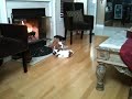 Dogs and fire